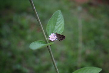 Borboleta na planta herbácea Lippia alba