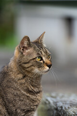 【動物】野良猫【社会問題】