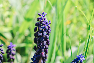 Wild blue hyacinth muscari plant with bulbs