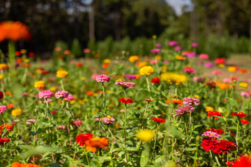Field of Flowers