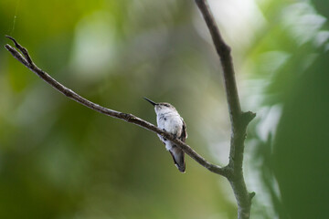 HUMMINGBIRD PERCHED ON TREE BRANCH IN TROPICAL FOREST WITH BACKGROUND OUT OF FOCUS AND SPACE FOR TEXT