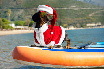 Cute dachshund dog in sunglasses for pets with polarizing lenses and Santa costume is standing on...