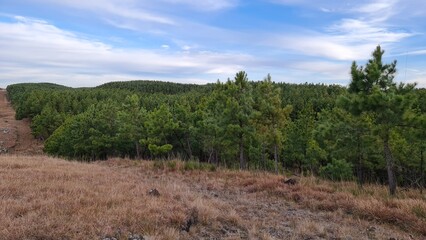 plantação, mato, pinus