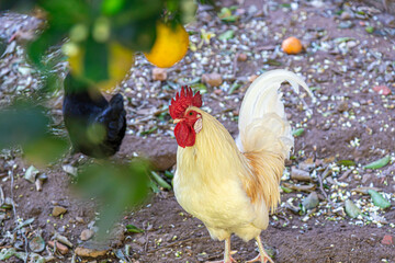 Red crested rooster loose in the yard