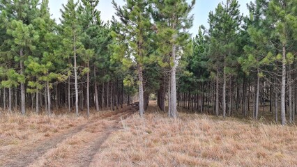 plantação, mato, pinus