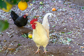 Red crested rooster loose in the yard
