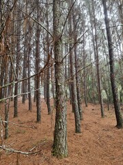 mato, plantação, árvores, pinus