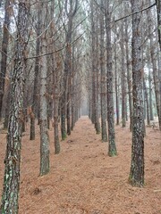 Obraz premium mato, plantação, árvores, pinus