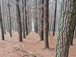 mato, plantação, árvores, pinus