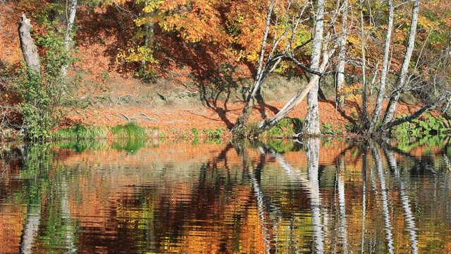 Peaceful lake surface with forest reflections in water. Fall Splendor, Autumn concept. Trees with green, yellow and red leaves reflect in the water. Yedigoller National Park at Bolu, Turkey
