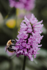 Close-up of a bumblebee sitting on a purple flower with blurry green background