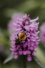 Close-up of a bumblebee sitting on a purple flower with blurry green background
