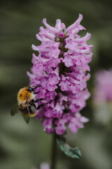 Close-up of a bumblebee sitting on a purple flower with blurry green background