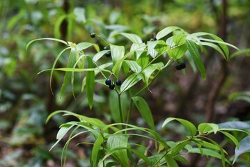 Disporum sessile berries. Colchicaceae petennial plants.
It grows in the shade, tubular flowers bloom in early summer, and berries ripen black-purple in autumn. 