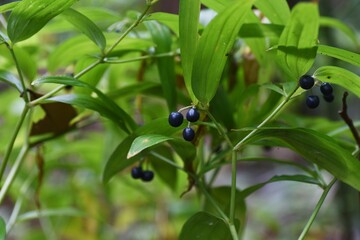 Disporum sessile berries. Colchicaceae petennial plants.
It grows in the shade, tubular flowers bloom in early summer, and berries ripen black-purple in autumn. 