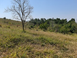 fazenda para pecuária