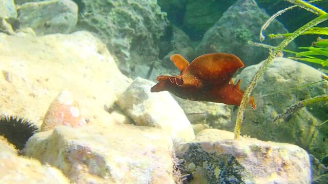 Underwater scene in Mediterranean sea of Mottled seahare - Aplysia fasciata 