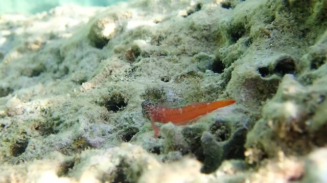 Underwater footage of red-black triplefin blenny fish - (Tripterygion tripteronotum)