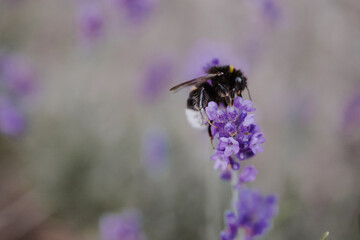 Close-up of a bumblebee sitting on a purple flower with blurry green background