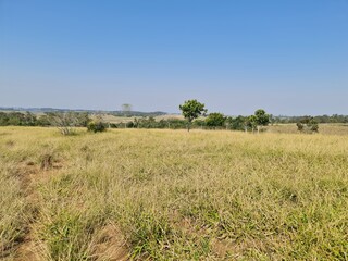 campo, pecuária, agronegócio, 