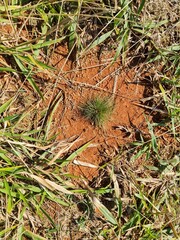 pinus pequeno, plantio, terra, gramado