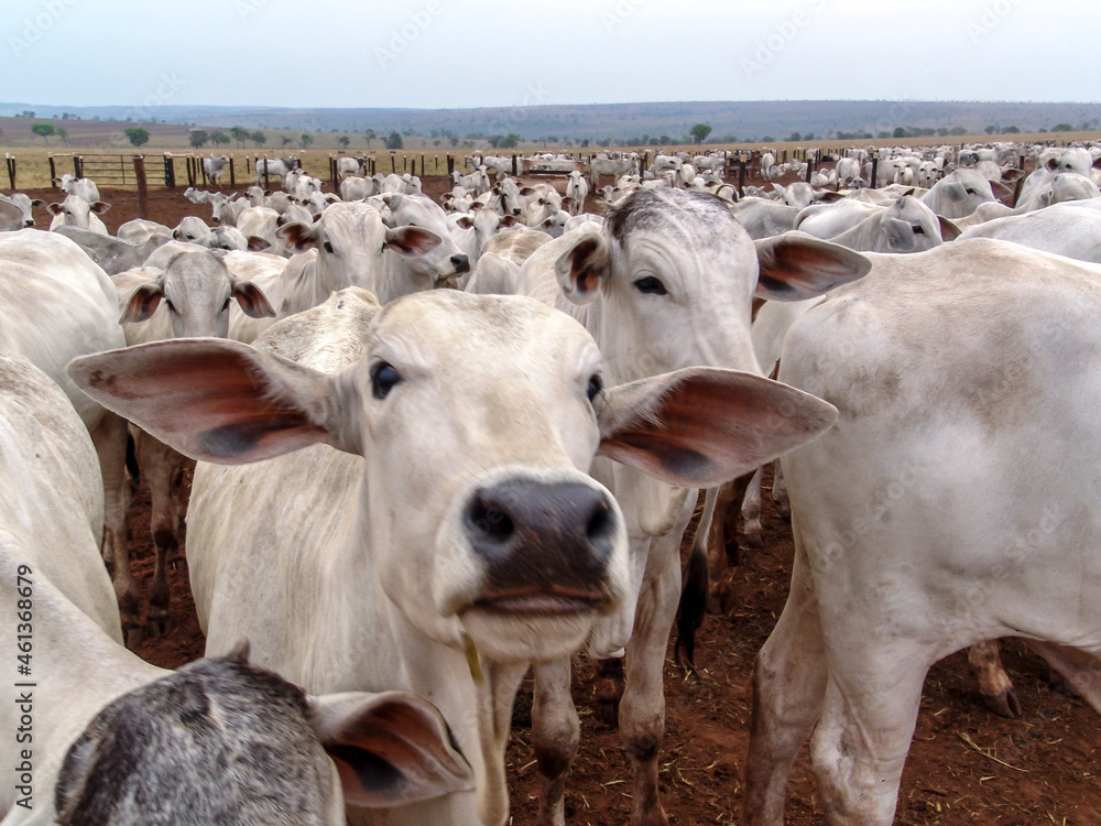 Wall mural A group of Nelore cattle herded in confinement in a cattle farm in Mato Grosso state, Brazil