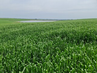 lavoura de trigo, arroz, verde, agronegócio, campo, plantio, 