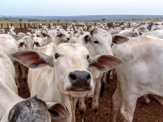 A group of Nelore cattle herded in confinement in a cattle farm in Mato Grosso state, Brazil