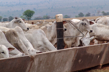 A group of Nelore cattle herded in confinement in a cattle farm in Mato Grosso state, Brazil