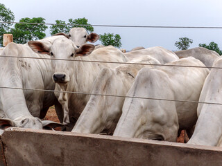 A group of Nelore cattle herded in confinement in a cattle farm in Mato Grosso state, Brazil