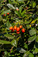 Murraya paniculata or Orange jessamine red fruits, outdoor tropical plants, in Brazil