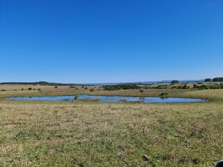 Fototapeta premium campo, pecuária, agronegócio, 