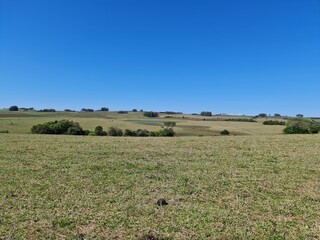 campo para pecuária