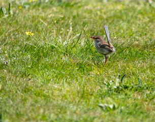 Fairy Wren Right Side