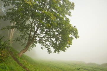 Sunrise with tree and mist in Kuldiga, Latvia.