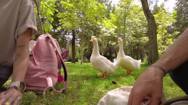 Baby girl with her mother at the park with some curious white ducks walking around.