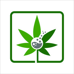 cannabis or marijuana with glass lab in the middle