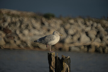 Seagull hanging out on a wooden post during a sunny Autumn afternoon. A rock pier with driftwood and the ocean visible in the background. 