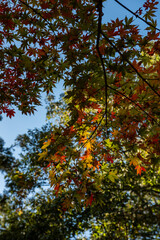 Gorgeous Japanese maple colorful leaves in autumn lit by sunlight, blue sky.