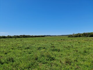 campo para pecu&aacute;ria