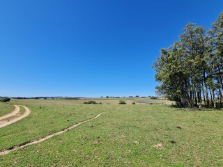 campo para pecuária