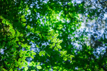 Fototapeta na wymiar Green leaves in Aokigahara forest, Yamanashi Prefecture, Japan