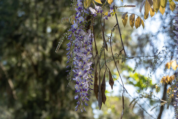 Florecer de un momento futil.