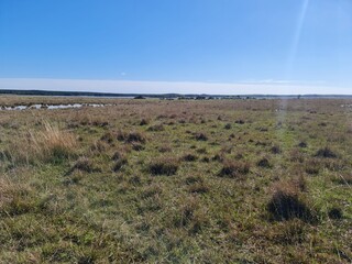 fazenda para pecuária, campo, lavoura, gado