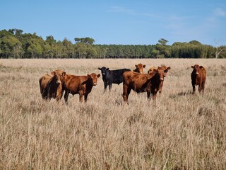 fazenda para pecuária, campo, lavoura, gado