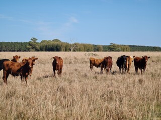 fazenda para pecuária, campo, lavoura, gado