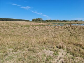 fazenda, pecuária, gado, campo