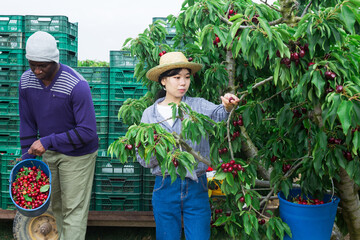 Woman picking ripe cherry from a tree