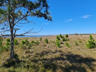 campo, fazenda, pecuária