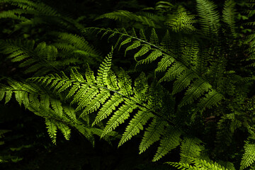 Amazing green fern leaves in nature illuminated by a soft sunlight.